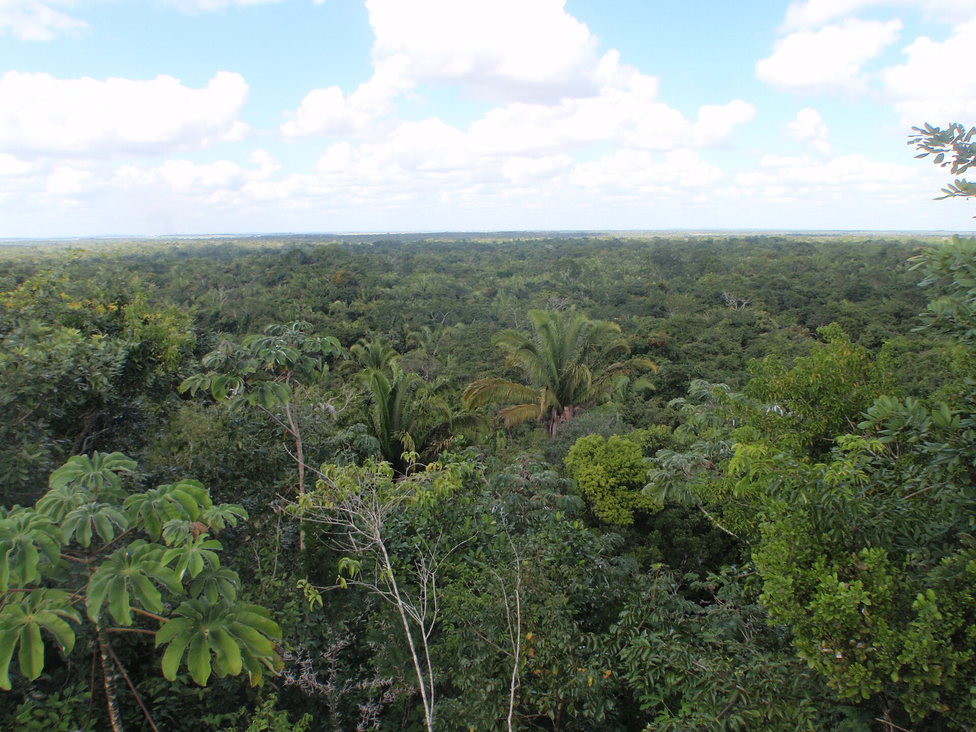 Jungle Jeep adventure through Belize rainforest countryside on a cruise passenger shore excursion from Belize City port